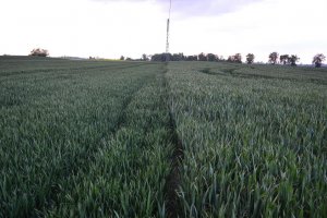 Pszenica Skagen i Banderola