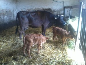Krowa z cielakami