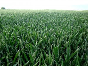 Pszenica ozima Arkadia