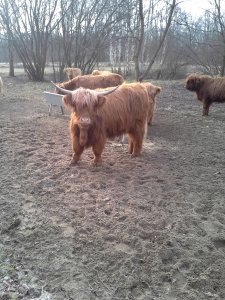 Highland Cattle