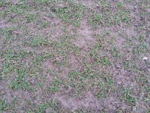 Pszenżyto ozime Algoso