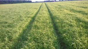 Jęczmień jary Blask