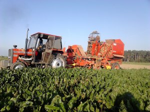 Massey Ferguson 255