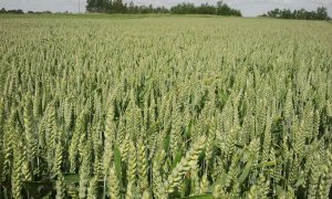 Pszenica ozima Alcazare.