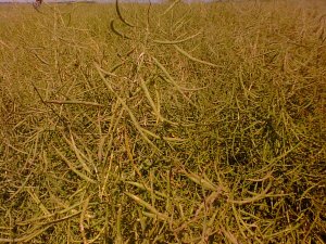 Rzepak po gradobiciu