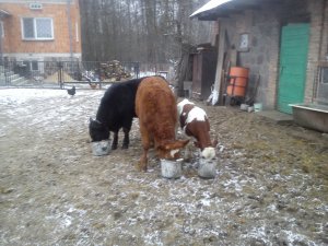 Cielęta