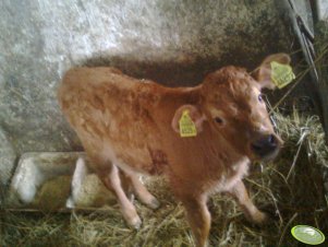 Limousine 50% x hf