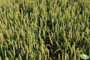 Pszenica ozima TORAS