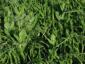 Mieszanka groch + jęczmień