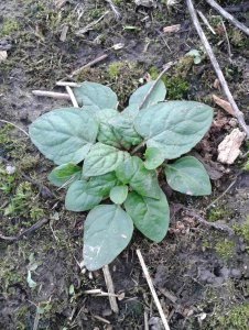 Głowienka pospolita