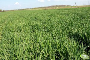 Pszenica ozima Toras 05.05.2013