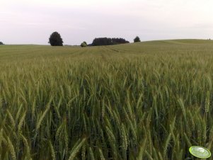 Pszenżyto ozime Borwo