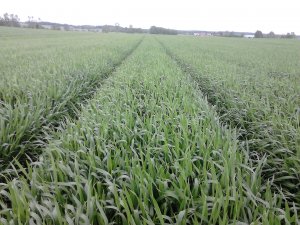 Pszenżyto Ozime Fredro