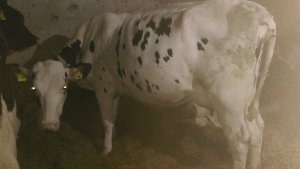 Pierwiastka De Dorre Liane