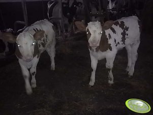 2x Montbeliarde (nie bliźnięta)