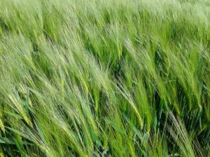 Jęczmień ozimy Scarpia