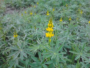 Łubin żółty Mister