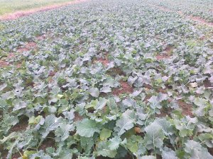 Rzepak ozimy Artoga F1