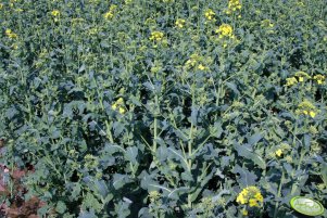 Rzepaki ozime 05.05.2013