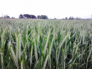 Pszenżyto Ozime Magnat