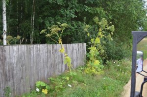 Barszcz Sosnowskiego