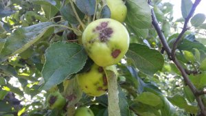 Parch jabłoni Venturia Inaequalis