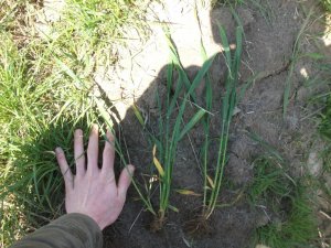 Pszenżyto ozime Fredro