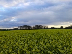 Rzepak Ozimy - Gloria