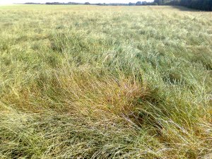 Plantacja Nasienna Życicy