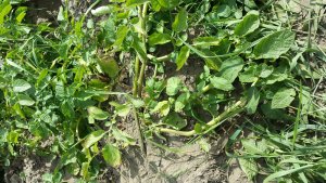 Zaraza na ziemniakach