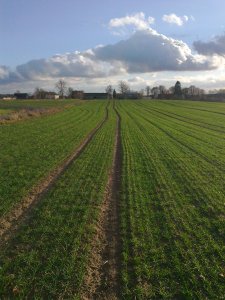 Pszenica oz. Arkadia 23.12.13r