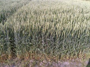 Pszenica Ozima Arkadia