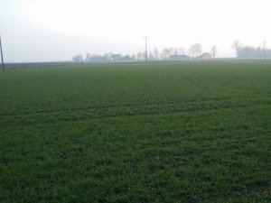 Pszenica ozima - odm. JULIUS