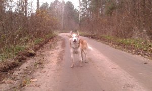 Husky syberyjski, moja przybłęda...