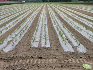 Pole kukurydzy w Japonii