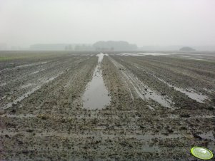 Jęczmień po opadach.