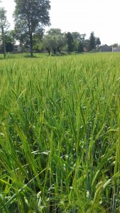 Jęczmień jary Poldek