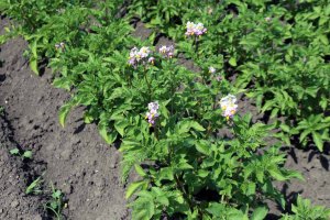 KWS Demo Farma Kondratowice 2014