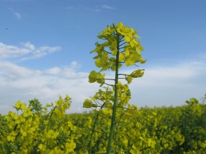 Jest nie zawodny w stosowany n