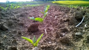 Buraki cukrowe Silvetta