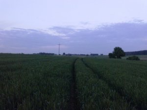 Pszenica ozima Bamberka 2014