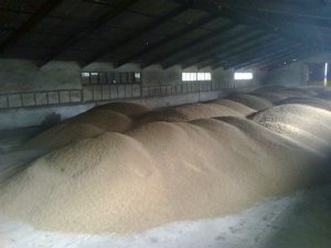 Pszenżyto w Magazynie