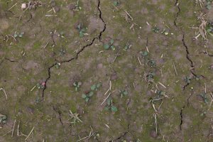 Rzepak ozimy Rohan F1 20.10.2013