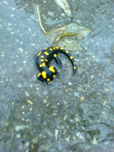 Salamandra