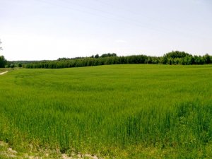 Jęczmień jary Basic