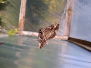 Błyszczka jarzynówka