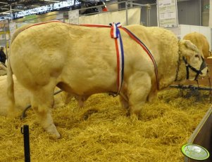 Blond d'Aquitaine