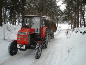 Ursus c-385