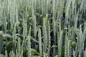 Pszenica Przewódkowa