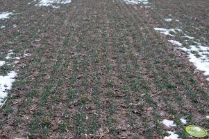 Pszenica ozima Sailor 06.04.2013